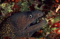 Moray ell. F50, 60mm.
Menorca. by Derek Haslam 